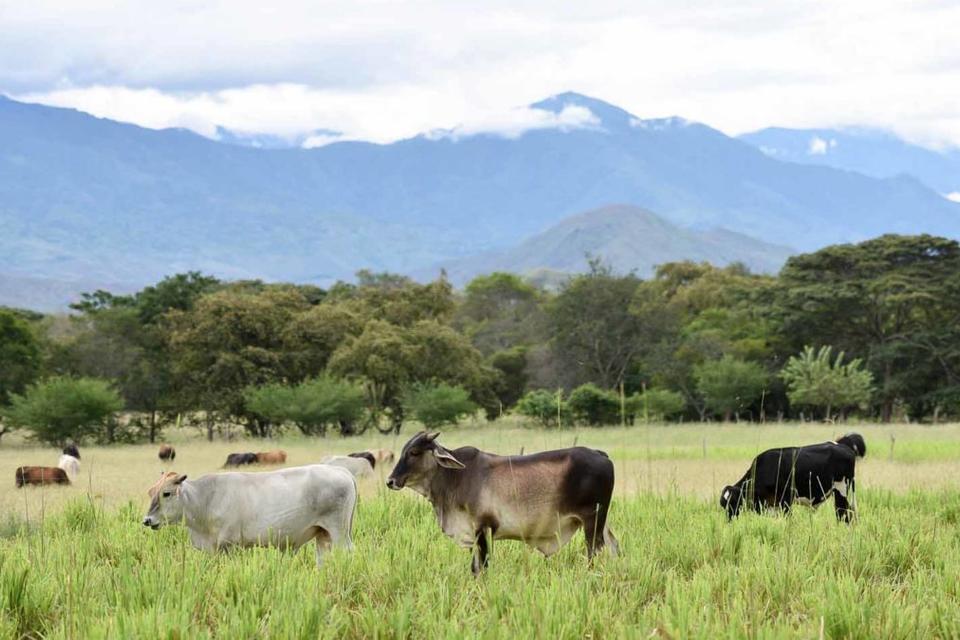 Nitrogen-efficient crops on the horizon: Can we grow more with fewer emissions?