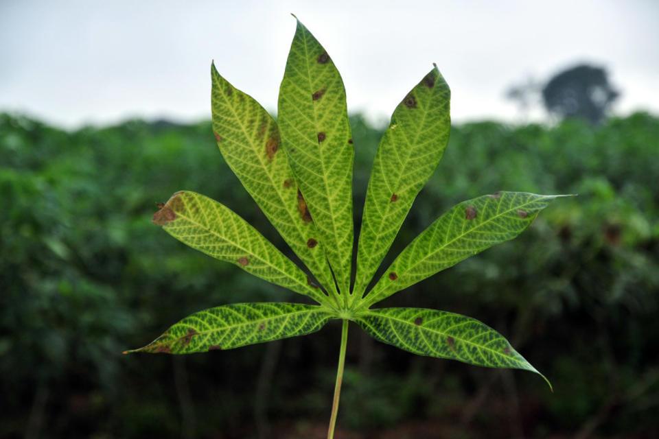 In Bellagio, experts devise a global system to stop crop diseases in their tracks
