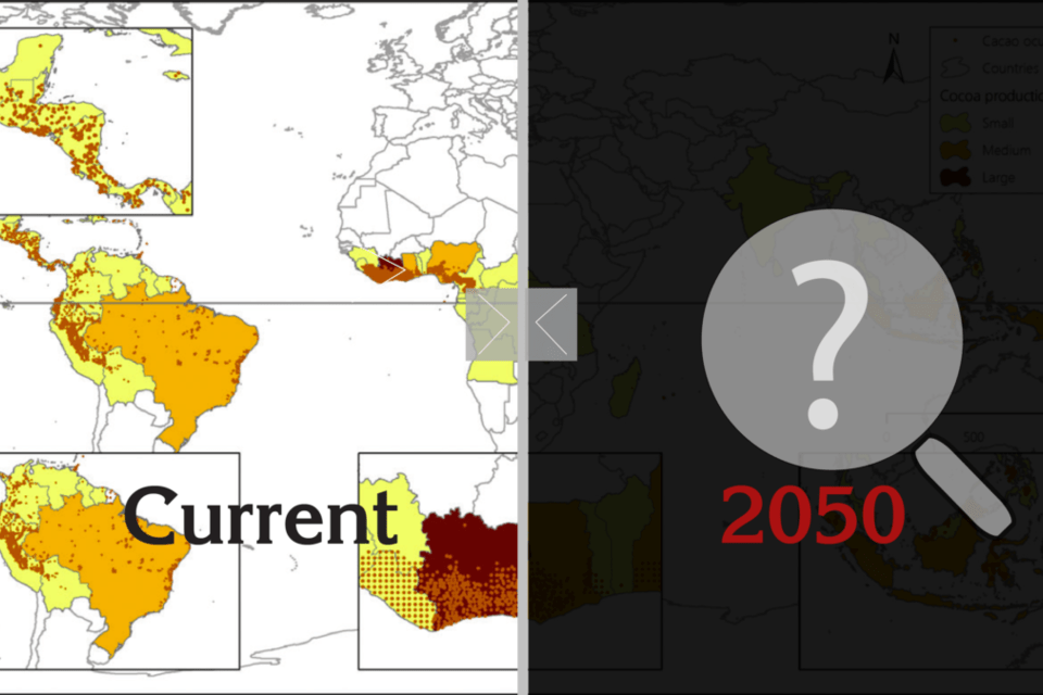 Preparing cocoa production for an unknown future