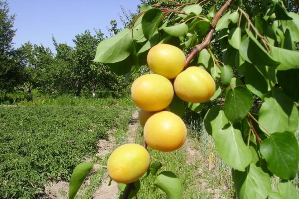 Increasing the profile of crop diversity in Uzbekistan