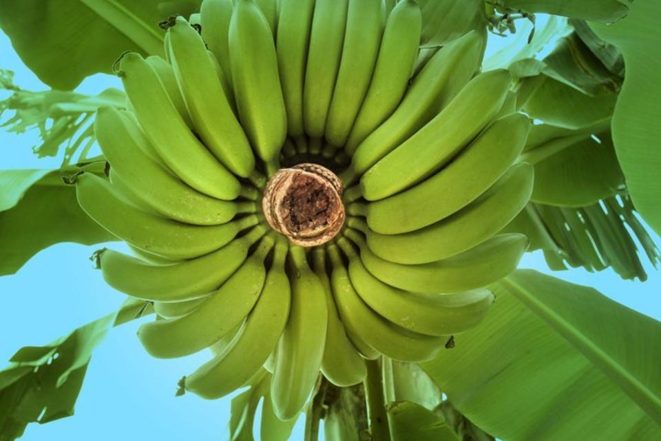 Global programme seeks to contain serious threat to the world’s bananas