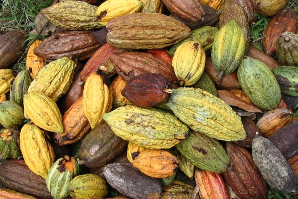 The 2017 International Cocoa Award Winners