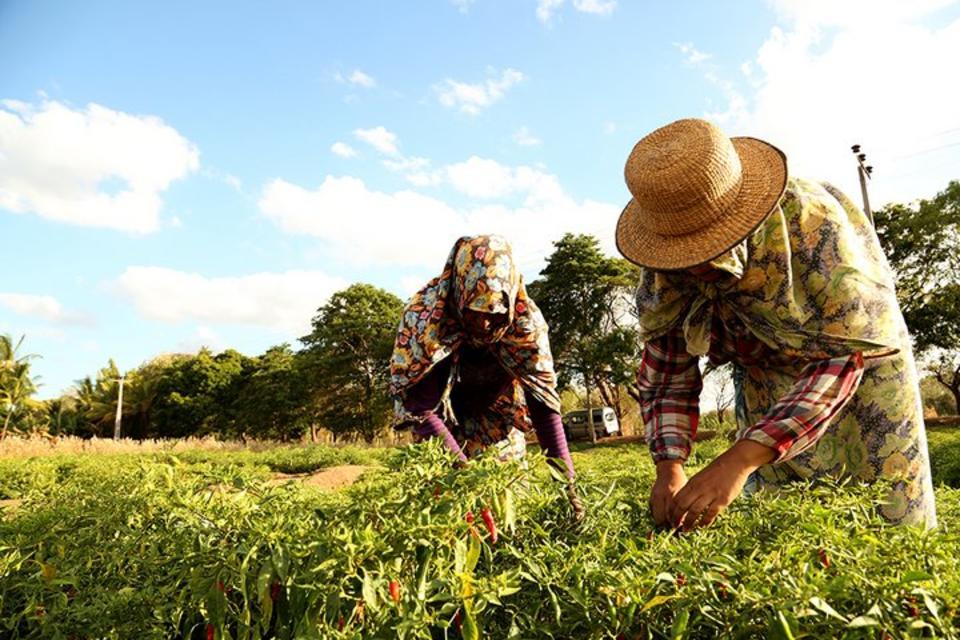 What has agricultural biodiversity ever done for us?