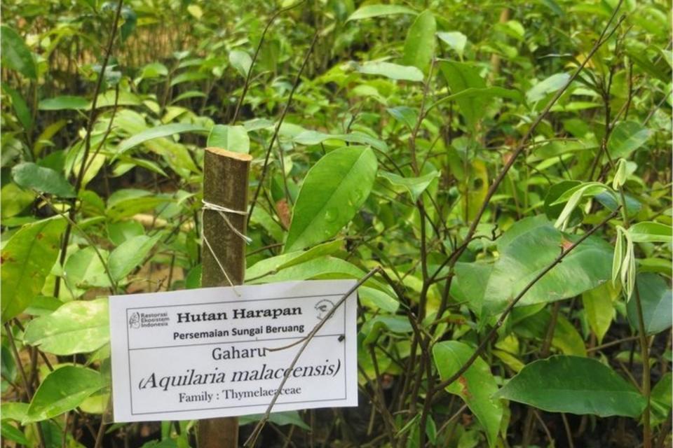 Forest restoration needs to become climate-smart
