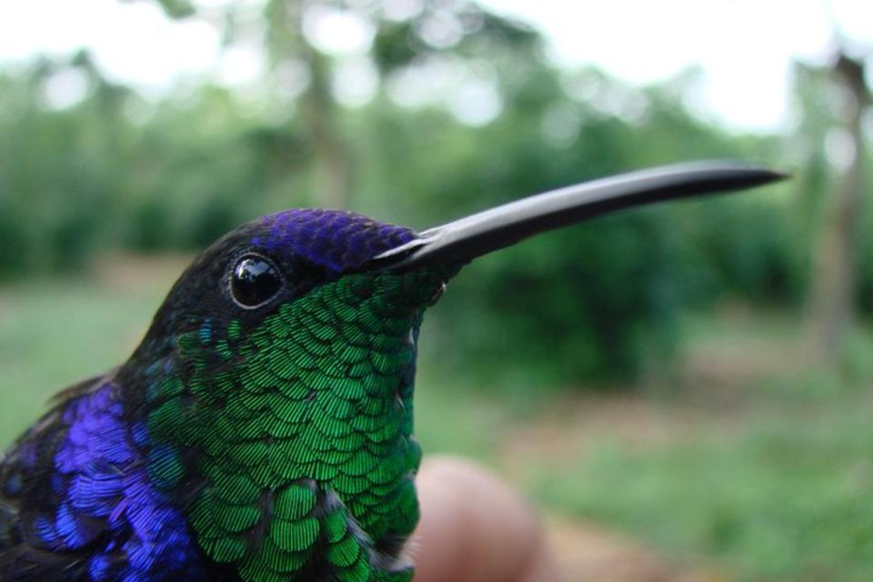 You can put a price tag on the value of agricultural biodiversity