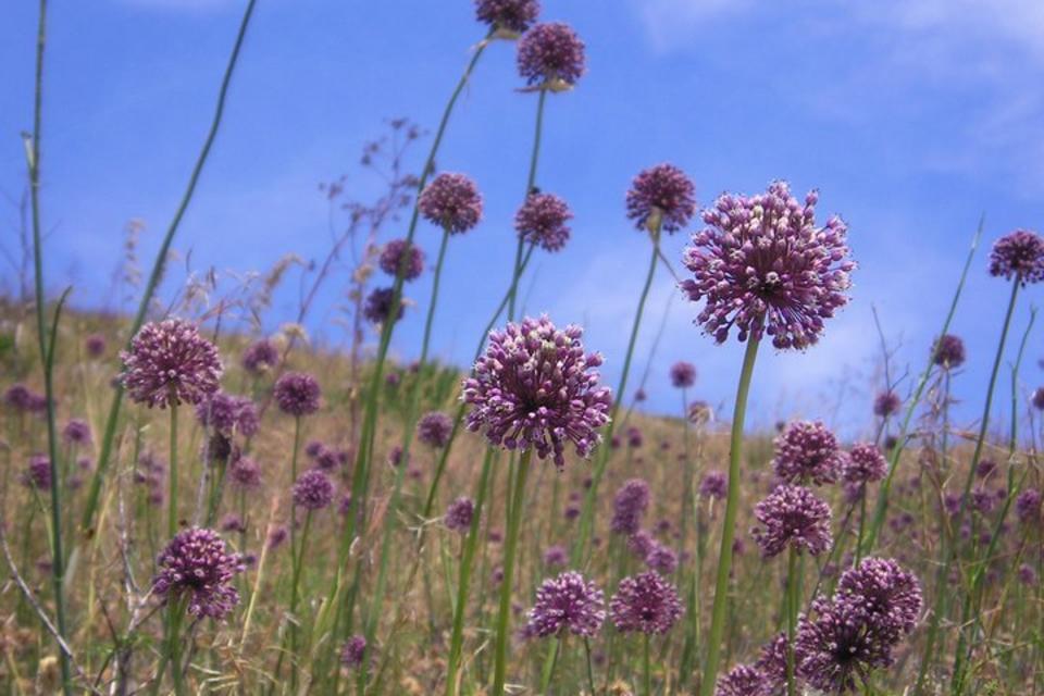 Conserving diversity: Interactive Toolkit for Crop Wild Relative Conservation Planning