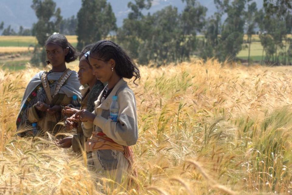 How Transformative Agrobiodiversity Innovations help advance the G7’s agenda on agricultural development