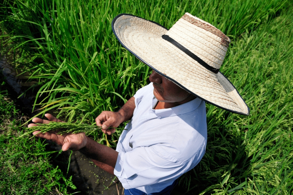 Arroceros colombianos aprovechan el Big Data para enfrentar la variabilidad climática