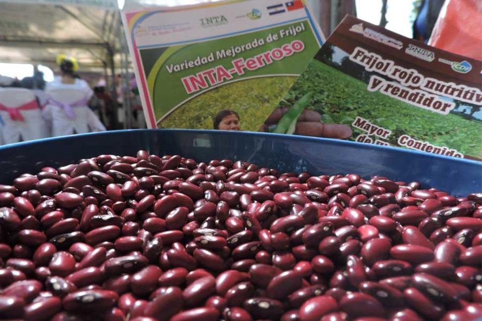 SMR88: La nueva variedad de fríjol liberada en Nicaragua