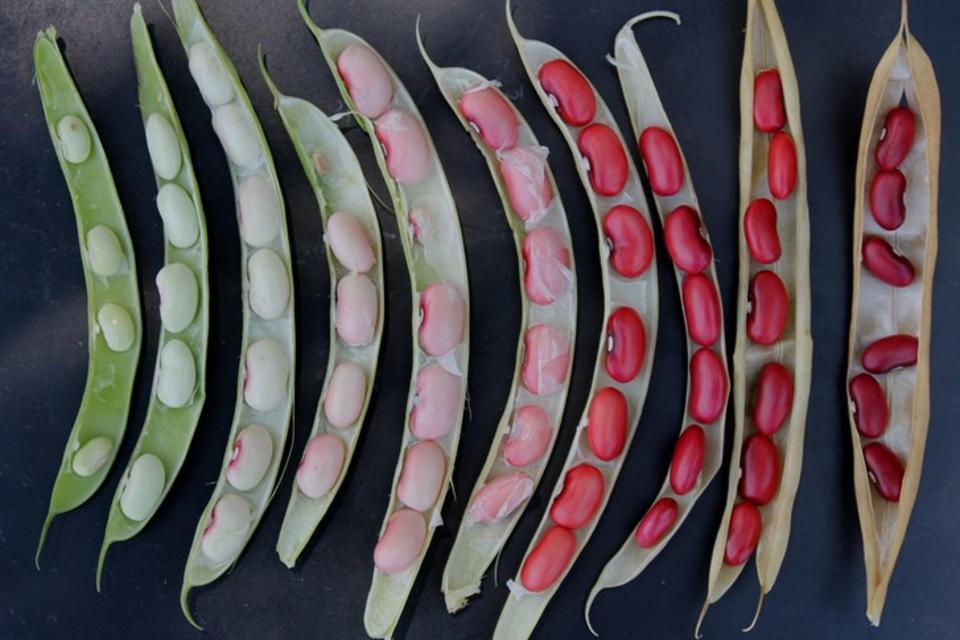 Nueva variedad de fríjol más nutritivo entra al mercado del Caribe colombiano