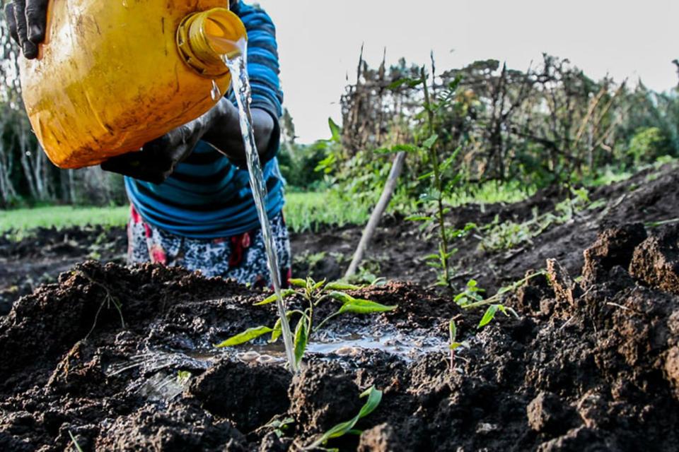 Soil Organic Carbon and the 4‰ Initiative: Soils for food security and climate