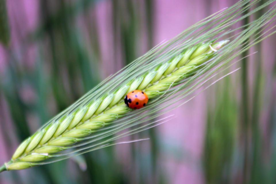 IPBES to assess biodiversity and ecosystem services of the world's regions