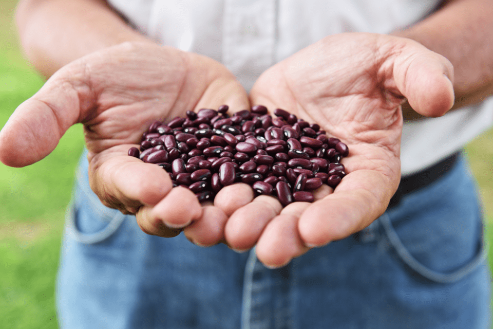 Lanzan nuevas variedades de fríjol para mejorar la alimentación de los colombianos y responder al cambio climático