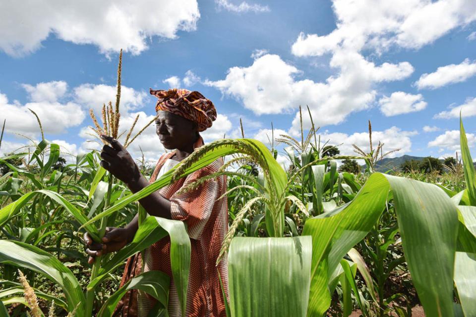Could "magic beans" help ease Malawi's maize woes?