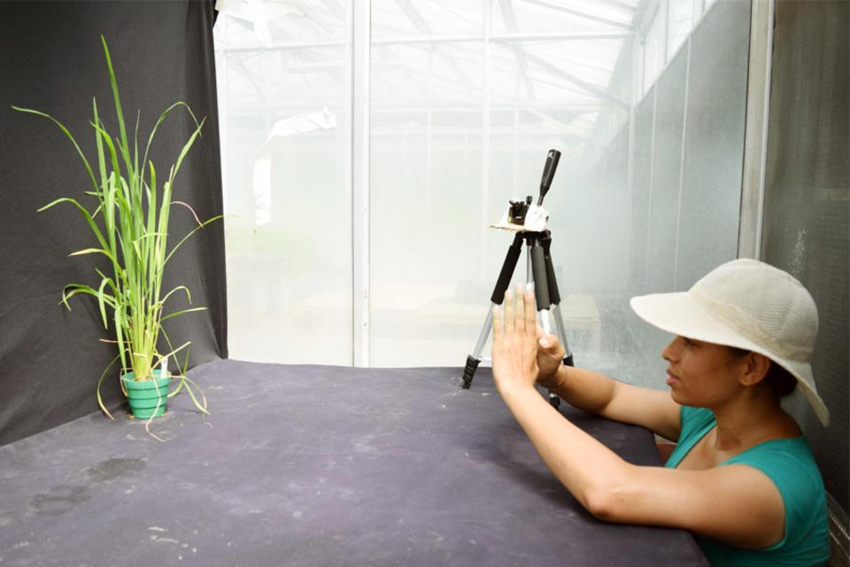 María Elker Montoya, champion creator of method to fight Rice Hoja Blanca Virus