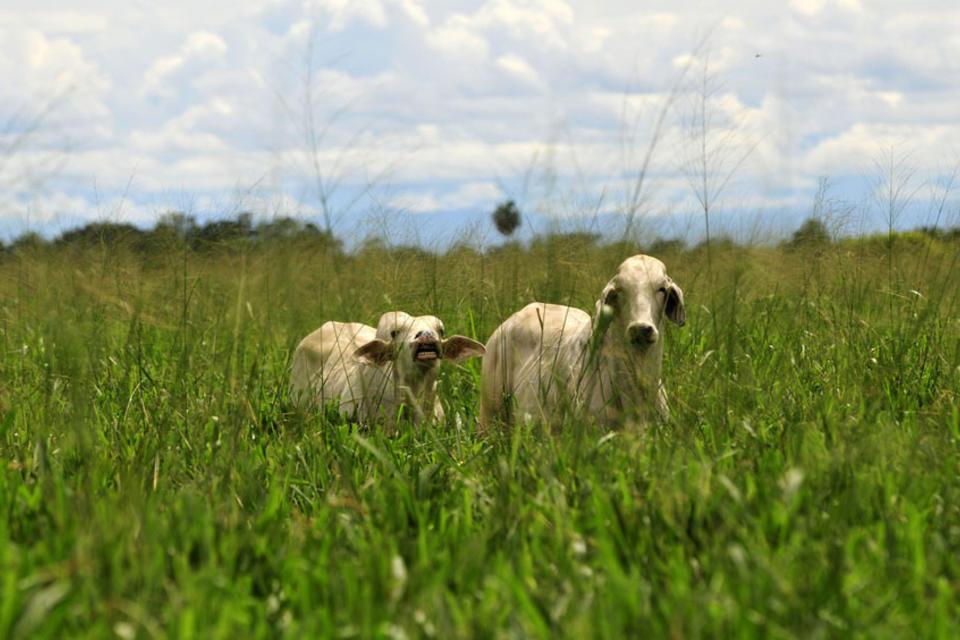 Can development and conservation go hand in hand in Colombia’s Orinoquia region?