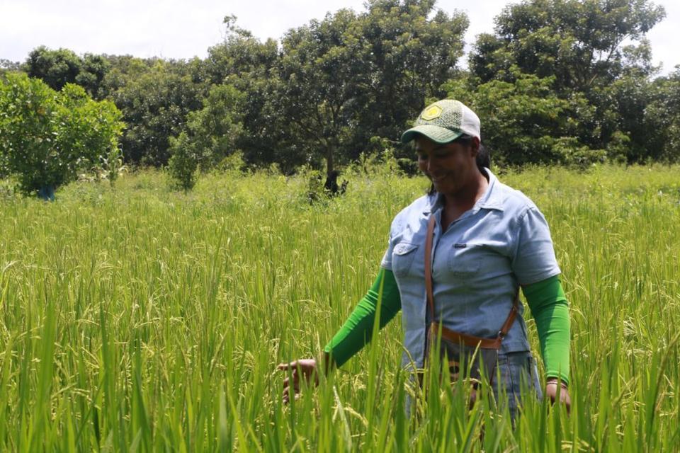 Gender and AWD. A study in progress with rice farmers in Colombia